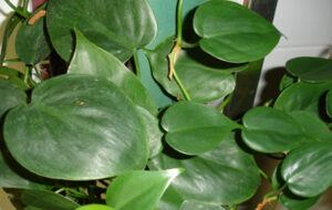 Whats in fairy gardens heartleaf philodeneron