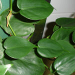 Fairy Garden Idea heartleaf philodeneron plant