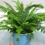 Boston fern plant