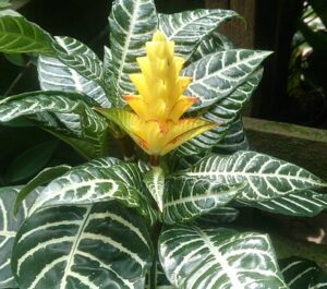 Whats in fairy gardens zebra plant