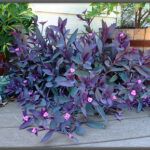 Wandering Jew Plant What is in a Fairy Garden Anyway? ❀ Fairy Circle Garden
