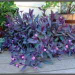 Wandering Jew Plant