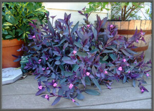 Whats in fairy gardens wandering jew whats-in-fairy-gardens-wandering-jew