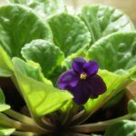 African violet plant with purple bl;oom