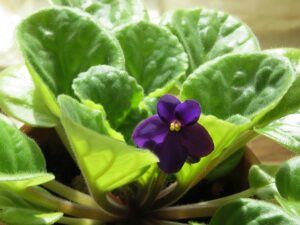 Whats in fairy gardens african violet