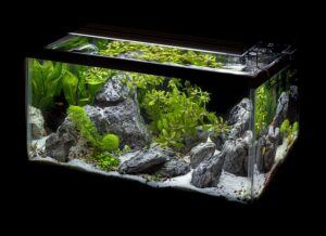 more ideas for indoor fairy garden fun aquarium