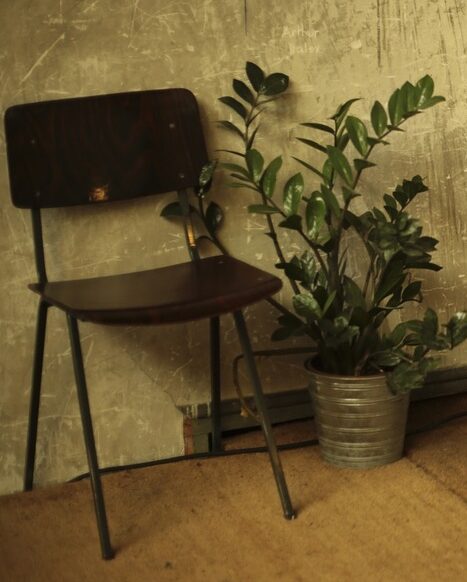 Potted ZZ plant next to chair