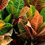 Croton plant