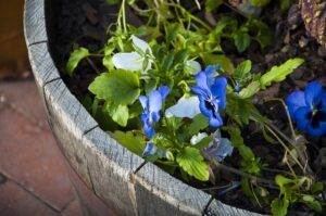 more ideas for indoor fairy garden fun wine barrel planter