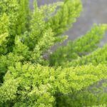 Asparagus fern What is in a Fairy Garden Anyway? ❀ Fairy Circle Garden