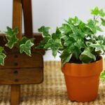 Potted english ivy plant indoors