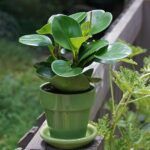 Potted peperomia plant outside