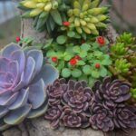 Arrangement of various succulent plants in garden