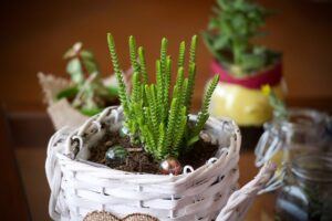 more ideas for indoor fairy garden fun wicker basket