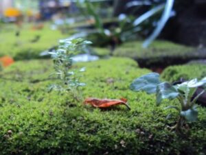 Whats in fairy gardens moss