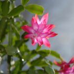 Christmas Cactus Plant