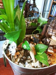 Fairy Gardens Water Feature Pothos