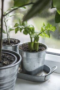 Potted plants on windowsill