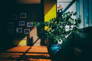 large potted plants