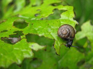 snail crawling on half eaten leaf garden pests