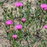 Sandy Soil blooming plants