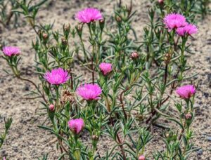 How to Make a Garden: Compost Tips for Gardening Success Sandy Soil