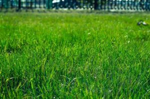 Grassy ground