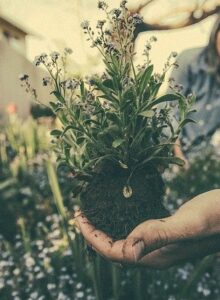 new garden transplants