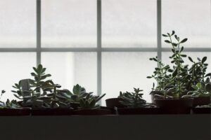 window sill plants
