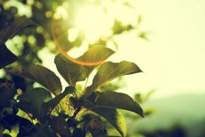 Sun seen through plant foilage