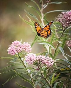 wildlife monarch butterfly milkweed