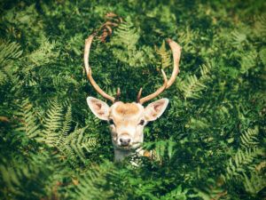 Garden design ideas wildlife deer