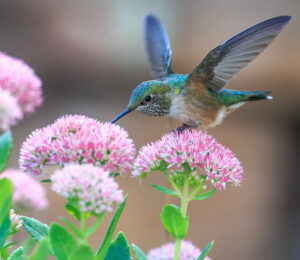 hummingbird