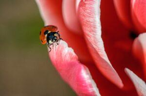 wildlife ladybug