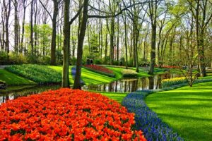 Garden design ideas - solid color red flowers blooming in park