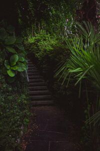 stairs surrounded by green plants