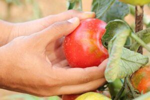 how to garden vegetables picking