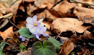 how to garden vegetables leaves mulch