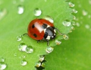 how to garden vegetables lady bug