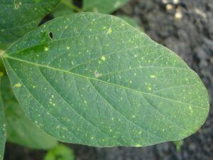 how to garden vegetables sick leaf how-to-garden-vegetables-sick-leaf