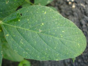 how to garden vegetables sick leaf