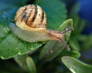 how to garden vegetables snail pest