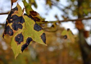 how to garden vegetables disease tree