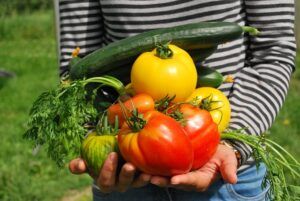 how to garden vegetables harvest