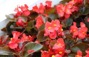outdoor fairy garden ideas begonias