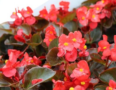 outdoor fairy garden ideas begonias