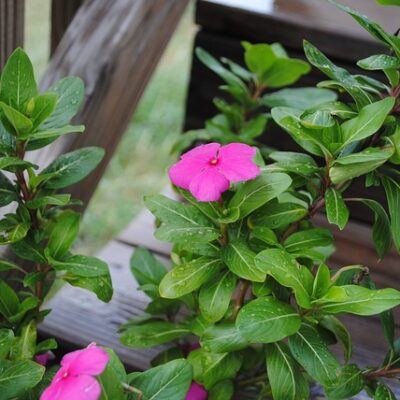 outdoor fairy garden ideas impatiens