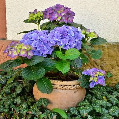 outdoor fairy garden ideas hydrangeas