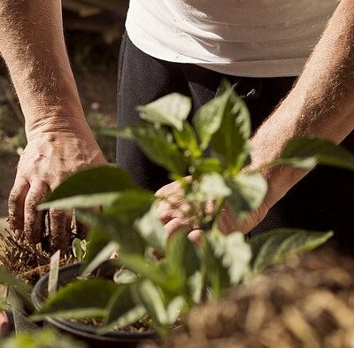 outdoor fairy garden ideas get gardening