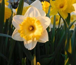 outdoor fairy garden ideas daffodils